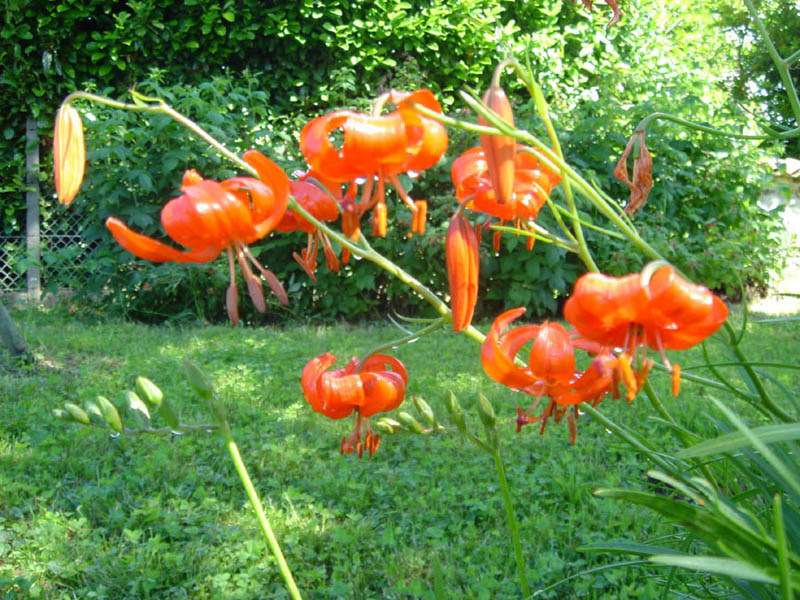 Lilium pumilum photo
